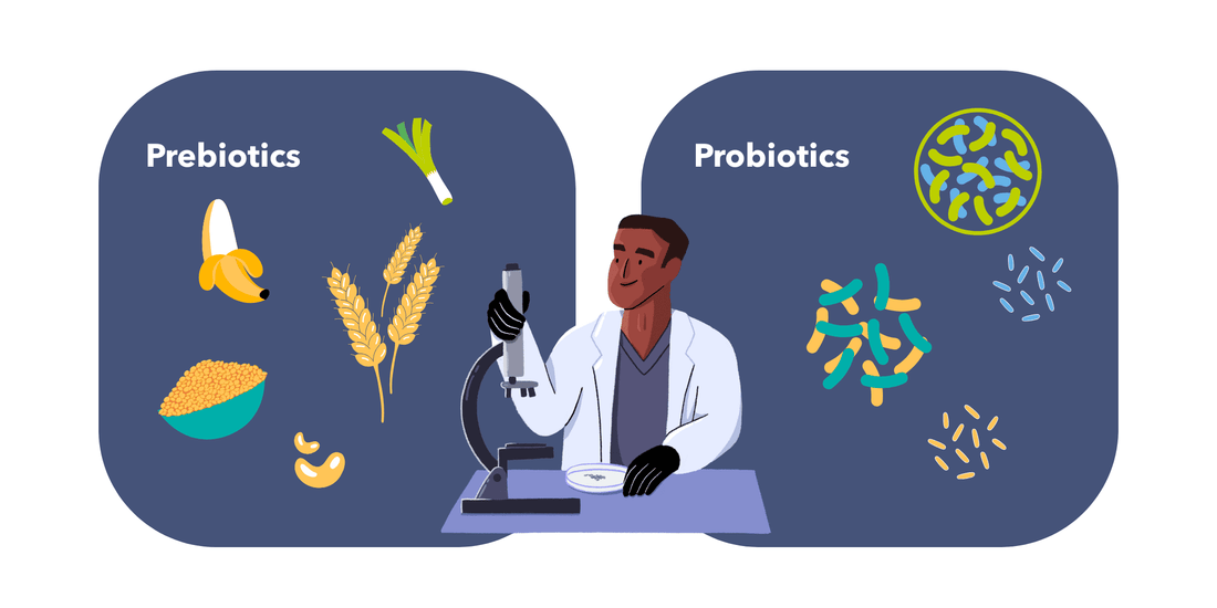 Are Probiotics and Prebiotics Good for You? A Deep Dive into Gut Health